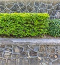 Texture of a stepped wall with a green bush