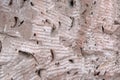 The texture of the stone coquina is pink. Sculptural detail. The concept of an ancient fossil. Natural background