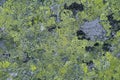 Texture of the stone with lichen Royalty Free Stock Photo
