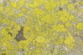 Texture of stone lichen, background Royalty Free Stock Photo