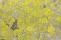 Texture of stone lichen, background