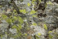 Texture of stone lichen, background