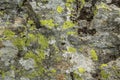 Texture of stone lichen, background Royalty Free Stock Photo