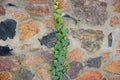 Texture of stone wall and bindweed branches with green leaves