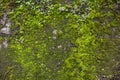 Texture of a stone wall with moss. Old castle stone wall background. Wall made of wild stone. Natural background Royalty Free Stock Photo