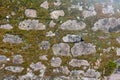 Texture of a stone wall with moss. Old castle stone wall background. Wall made of wild stone. Natural background Royalty Free Stock Photo