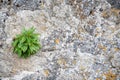Texture of a stone wall with moss. Old castle stone wall background. Wall made of wild stone. Natural background Royalty Free Stock Photo