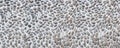 Close up grey granite gravel Top view background for mix concrete in construction wall decor