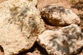 Texture of a stone wall, roads from large round and oval stones with sand with seams of natural old yellow black brown. background Royalty Free Stock Photo