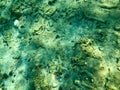 Texture of stones, earth, seabed with coral reefs and algae under blue greenish water, underwater view of the sea, the ocean in a Royalty Free Stock Photo