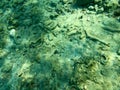 Texture of stones, earth, seabed with coral reefs and algae under blue greenish water, underwater view of the sea, the ocean in a Royalty Free Stock Photo