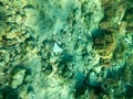 Texture of stones, earth, seabed with coral reefs and algae under blue greenish water, underwater view of the sea, the ocean in a Royalty Free Stock Photo