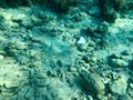 Texture of stones, earth, seabed with coral reefs and algae under blue greenish water, underwater view of the sea, the ocean in a Royalty Free Stock Photo