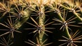 Texture and structure of the cactus emphasizing the contrast Royalty Free Stock Photo