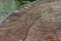 The texture of a stump with perennial annual rings at the site of tree cutting. The color is dark, hard wood with a Royalty Free Stock Photo