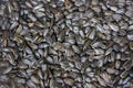 Texture of Sunflower Seeds Royalty Free Stock Photo