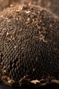 Texture of sunflower seeds. Black sunflower seeds, organic background. Royalty Free Stock Photo