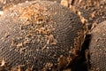 Texture of sunflower seeds. Black sunflower seeds, organic background. Royalty Free Stock Photo