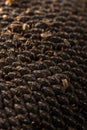 Texture of sunflower seeds. Black sunflower seeds, organic background. Royalty Free Stock Photo