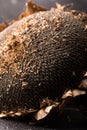 Texture of sunflower seeds. Black sunflower seeds, organic background. Royalty Free Stock Photo