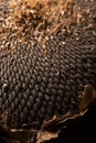 Texture of sunflower seeds. Black sunflower seeds, organic background. Royalty Free Stock Photo