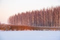 Texture of sunlit birch trees and river reeds in the snow