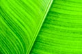 Texture on surface of banana Leaf as background