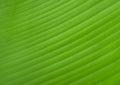 Texture on surface of banana Leaf as background