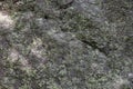 Texture of surface of big wild natural grey stone diabase with green patina and moss and lichen foreground closeup in Crimea Royalty Free Stock Photo