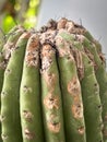 cactus disease,plant rusts and rot problem