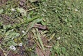 The texture of the surface of the compost heap Royalty Free Stock Photo