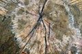 Texture of the surface of cut wood log Royalty Free Stock Photo