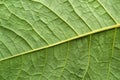 Texture surface leaf plant of green color