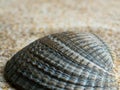 The texture of the surface of the shell.
