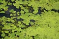 Texture of swamp water dotted with green duckweed and marsh vegetatio