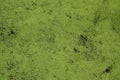 Texture of swamp water dotted with green duckweed and marsh vegetatio