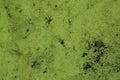 Texture of swamp water dotted with green duckweed and marsh vegetatio