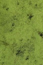 Texture of swamp water dotted with green duckweed and marsh vegetatio