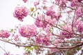 Texture of Tabebuia rosea floating in the lake. pink flower.