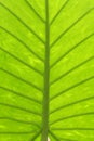 texture of a taro leaf from underneath Royalty Free Stock Photo