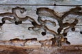 Texture of termite pest damaged wood close-up Royalty Free Stock Photo