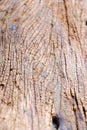 Termites devour timber