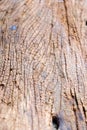 Termites devour timber Royalty Free Stock Photo