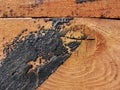 Texture. texture of red wood planks wall, rustic structure with traces of bitumen covered. Royalty Free Stock Photo