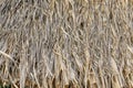 Texture of Thatched from Imperata cylindrica