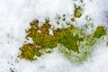 The texture of thawed snow lies on the spring green grass in the Royalty Free Stock Photo