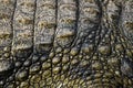 The texture of the thick skin of the african crocodile