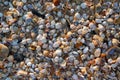 Texture of thousands of precious shells on the coast