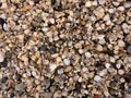 Texture of thousands shells, empty shell on beach