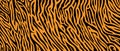 Texture tiger orange stripe black background